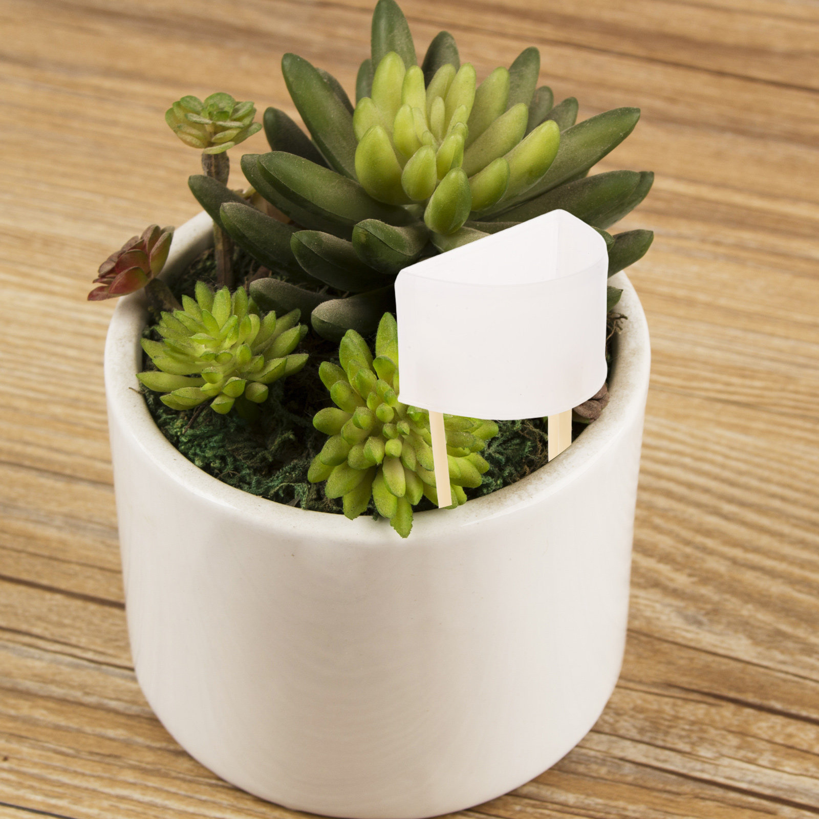 Automatic Moss Pole Watering S - Self Watering Insert recension och pris